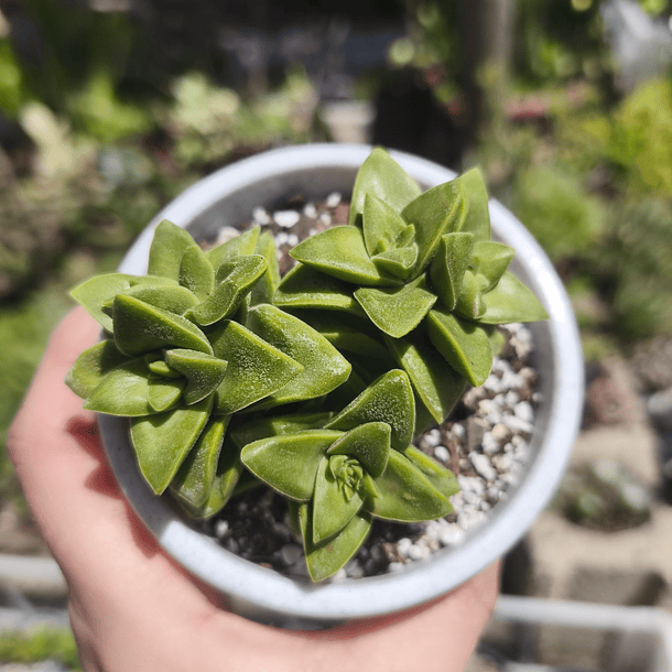 Crassula Springtime 2