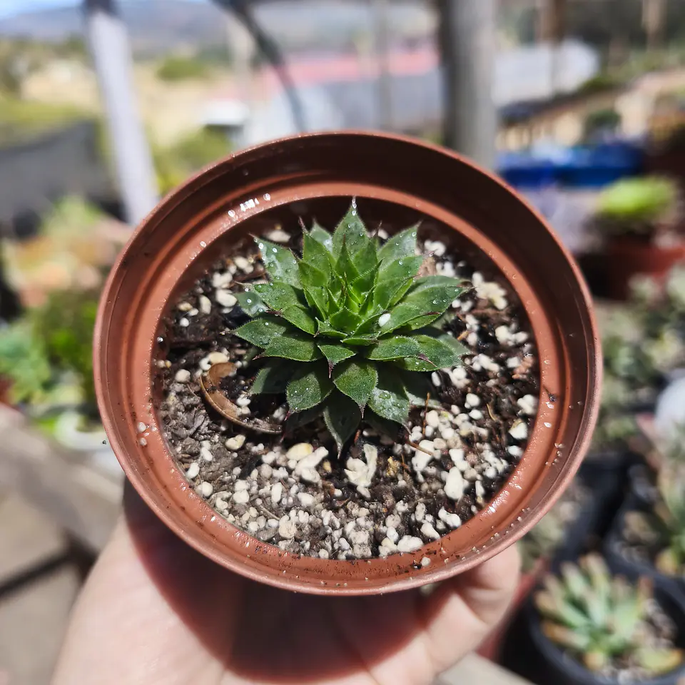 Sempervivum NN 1