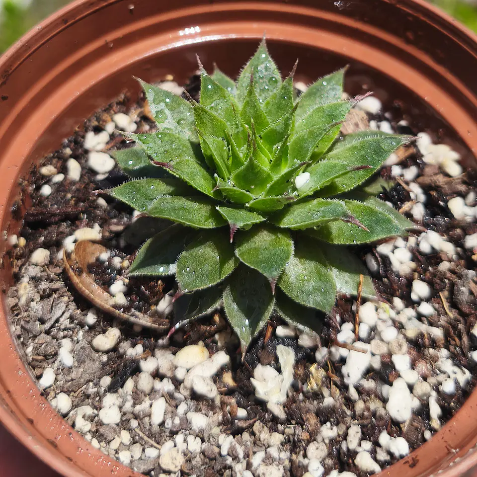 Sempervivum NN 2