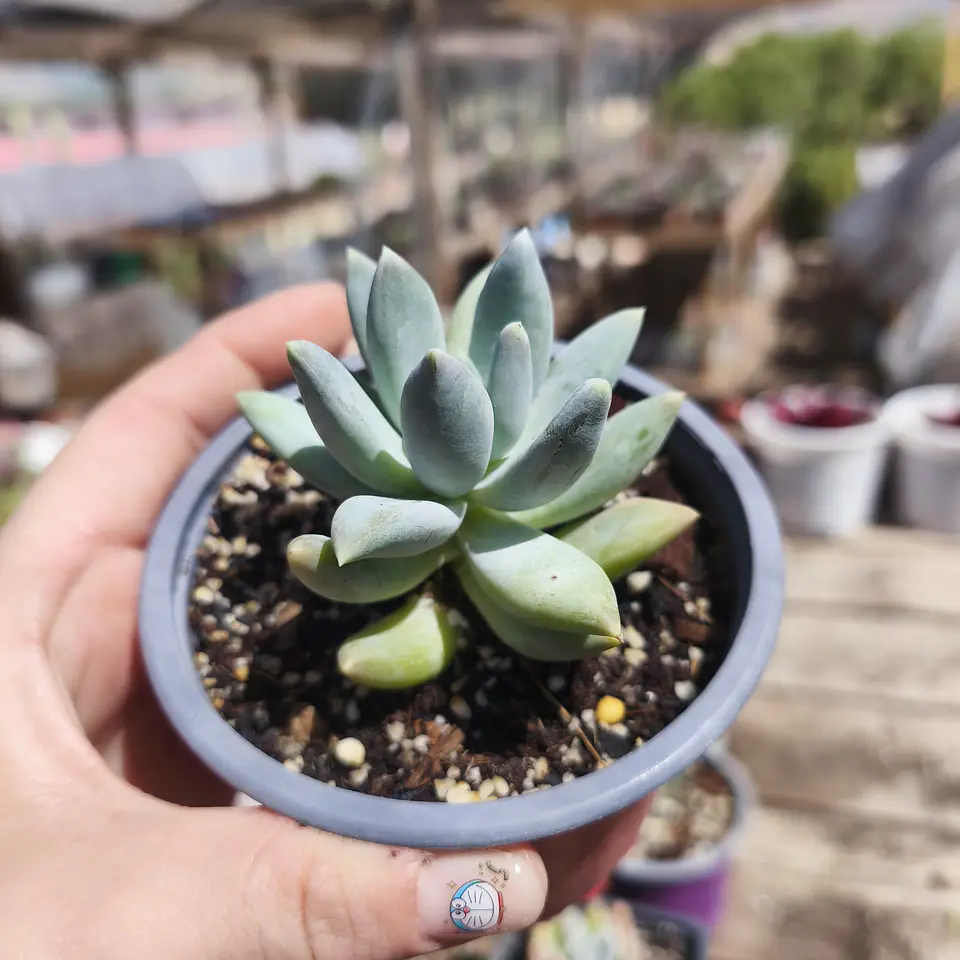 Pachyphytum Moon silver 1
