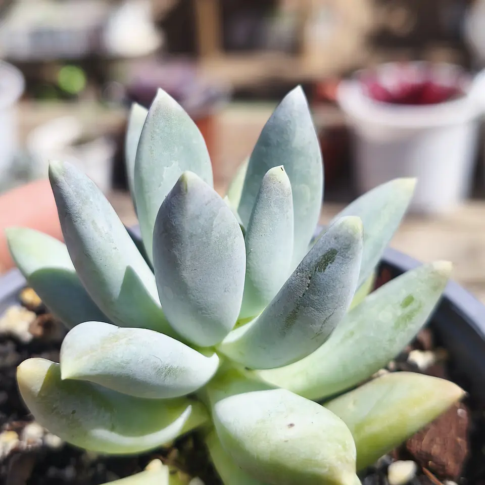 Pachyphytum Moon silver 2