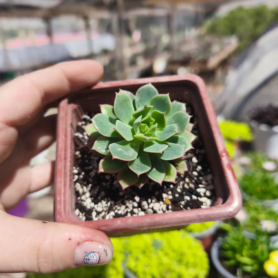 Echeveria Deren Oliver 3