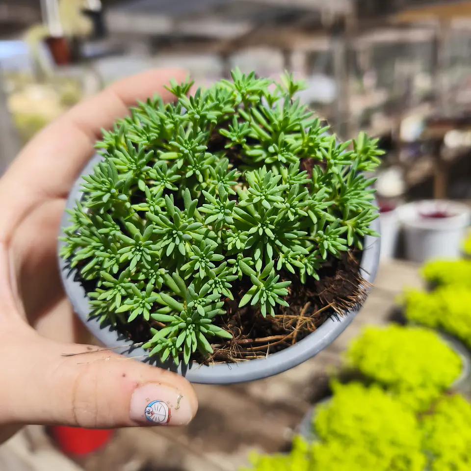Sedum Hispanicum 2