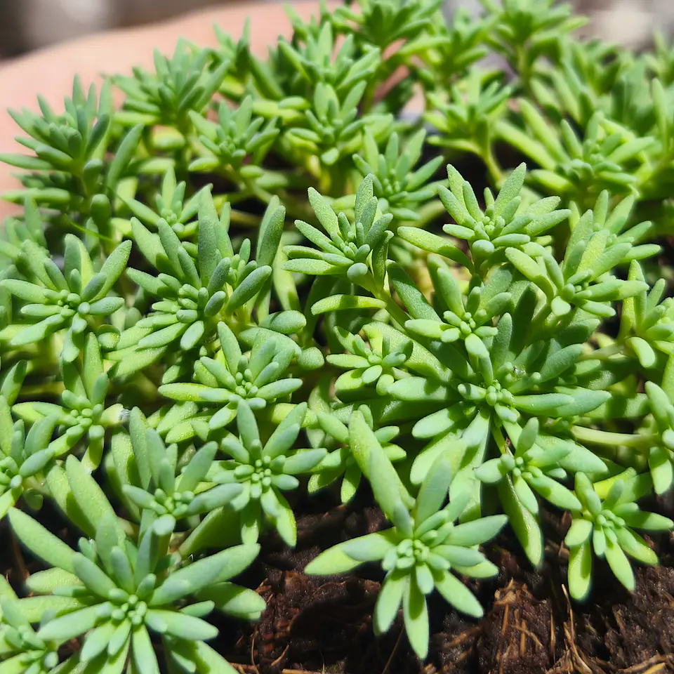 Sedum Hispanicum 3