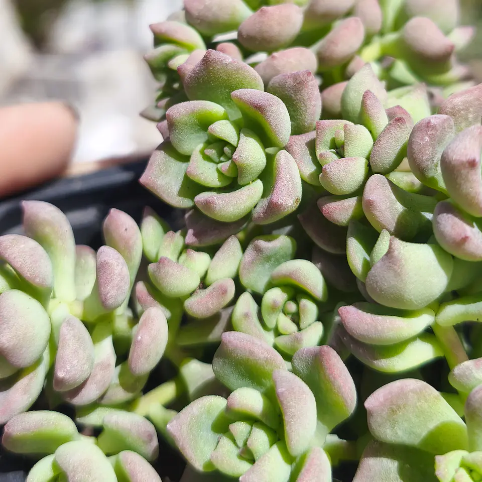 Echeveria Querencia 3