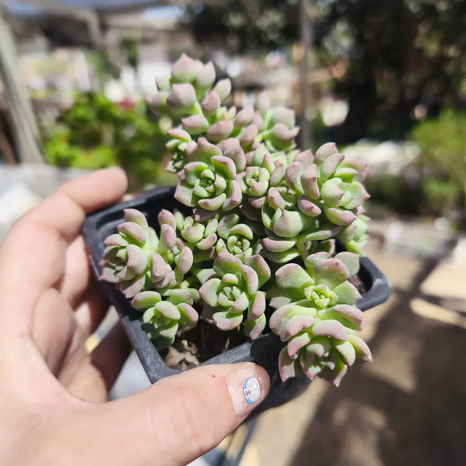 Echeveria Querencia 2