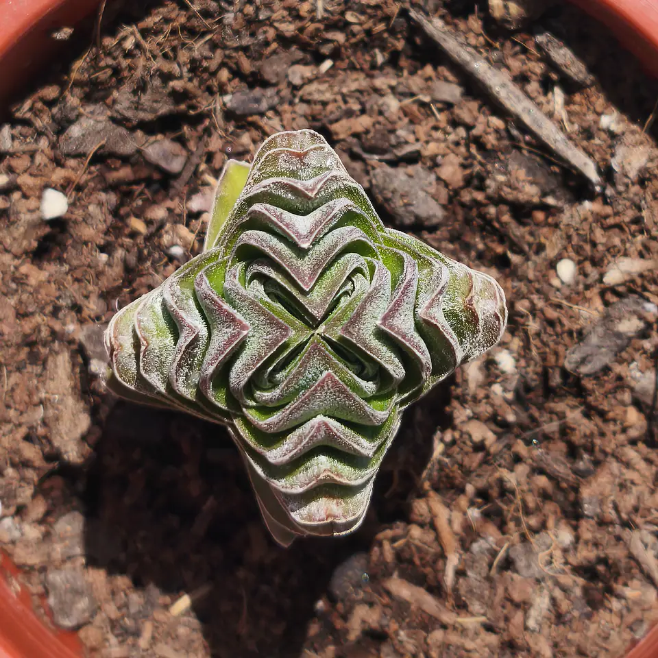 Crassula Templo de Buda 2