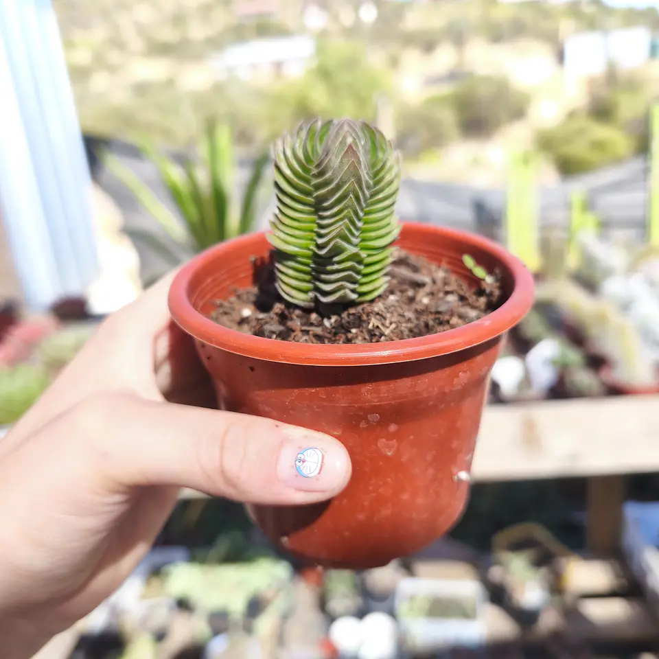 Crassula Templo de Buda 3