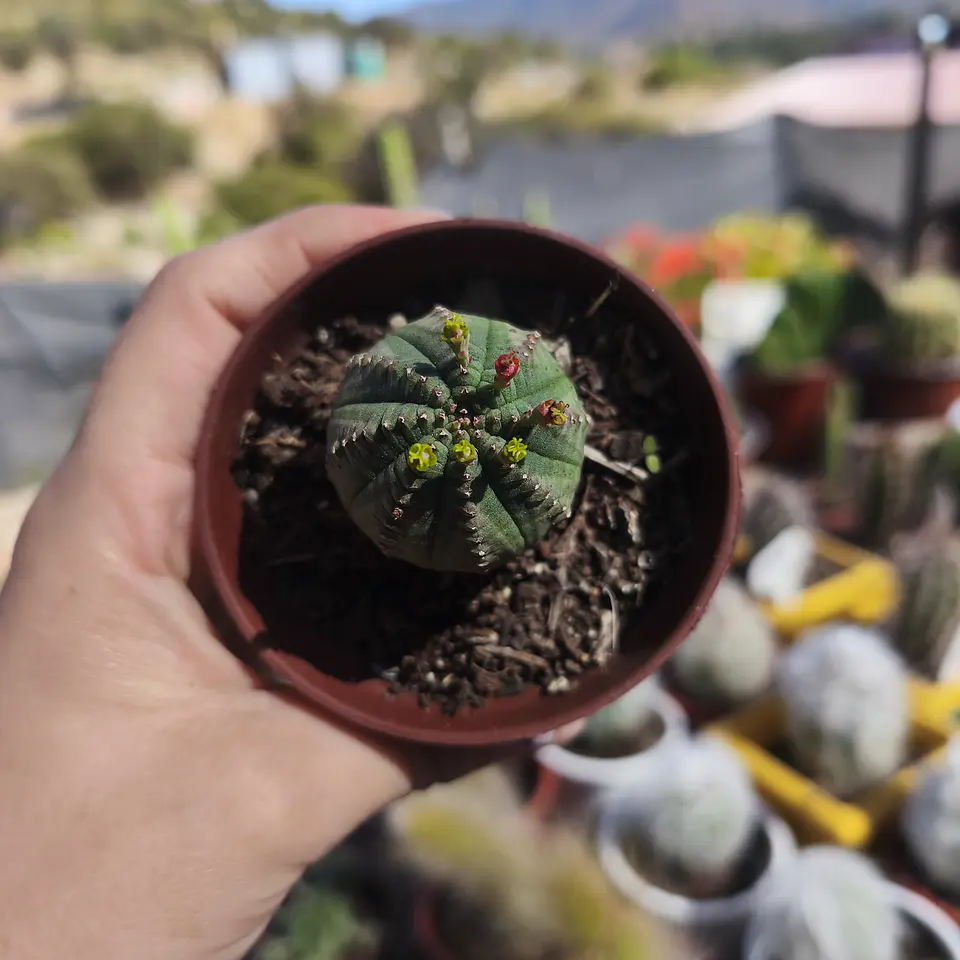 Euphorbia Infausta 2