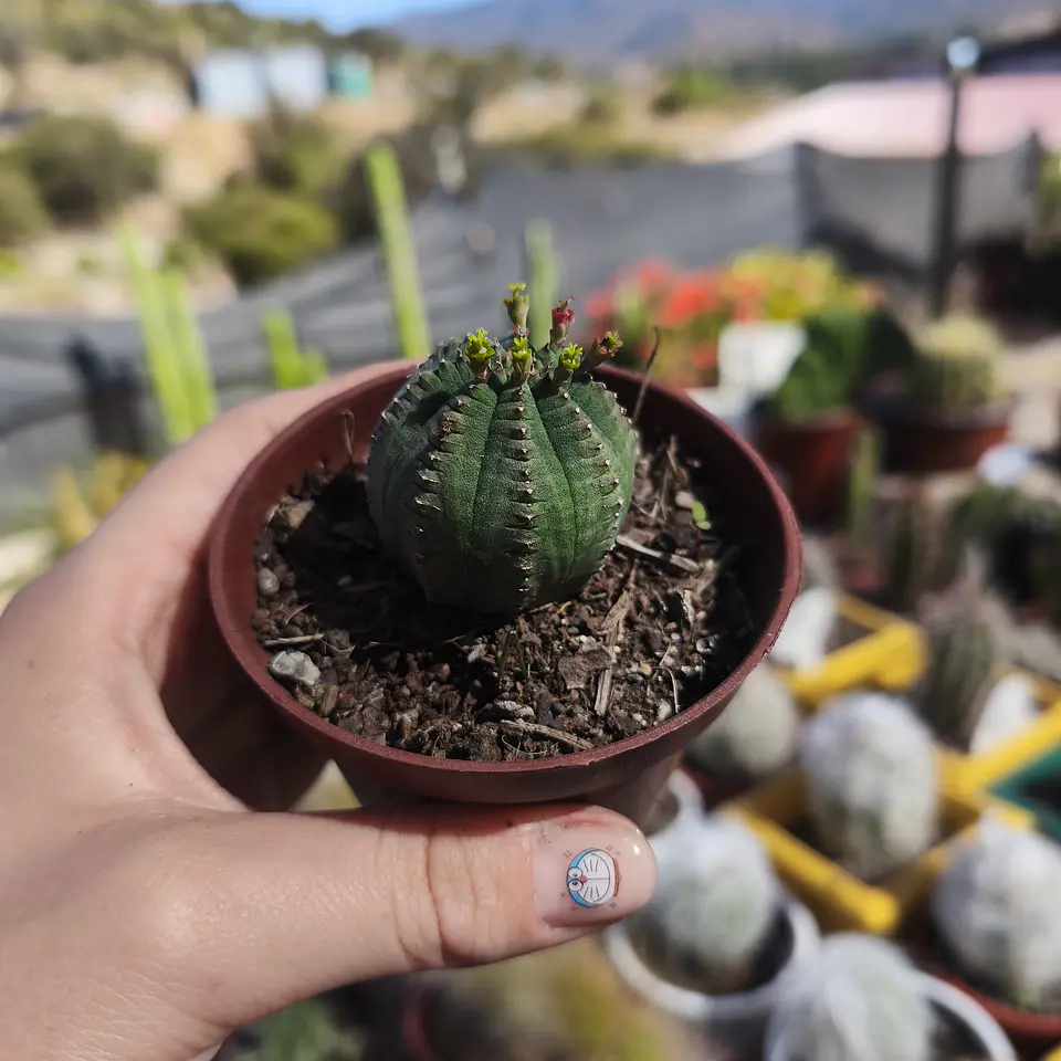 Euphorbia Infausta 3
