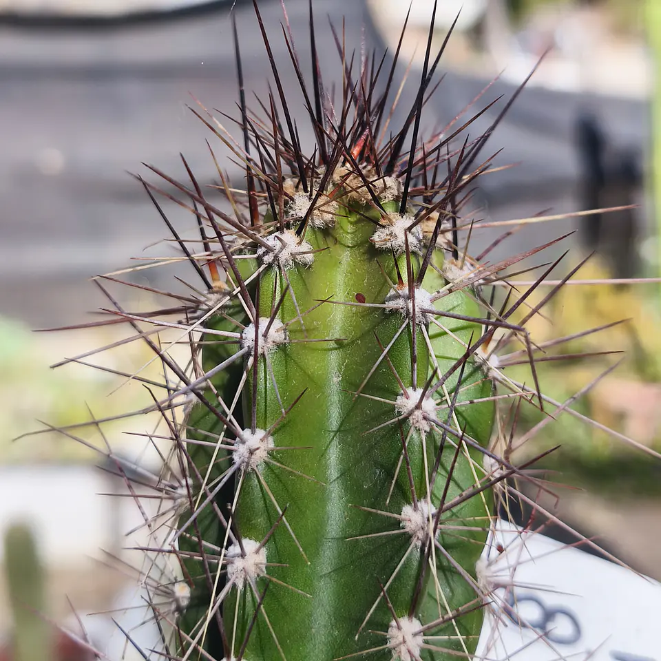 Cactus columnar NN 2