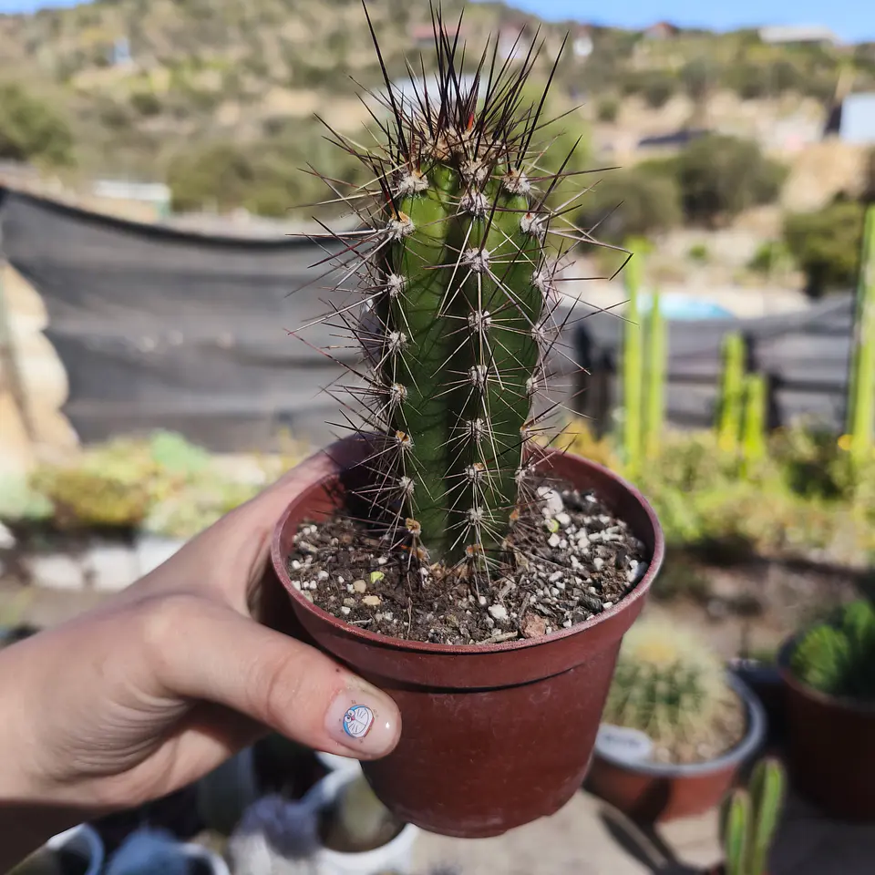 Cactus columnar NN 3