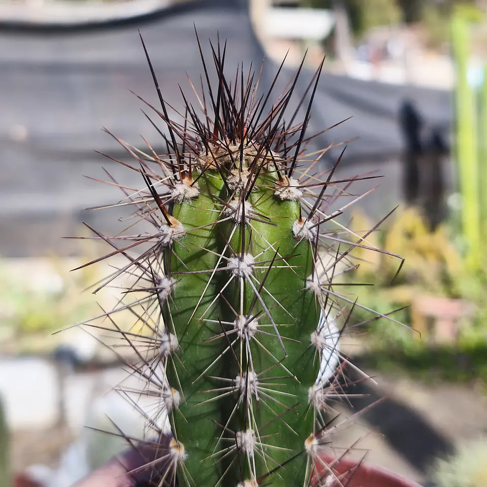 Cactus columnar NN 4