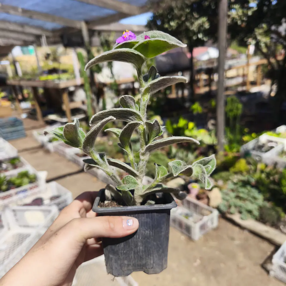 Tradescantia Sillamontana 3