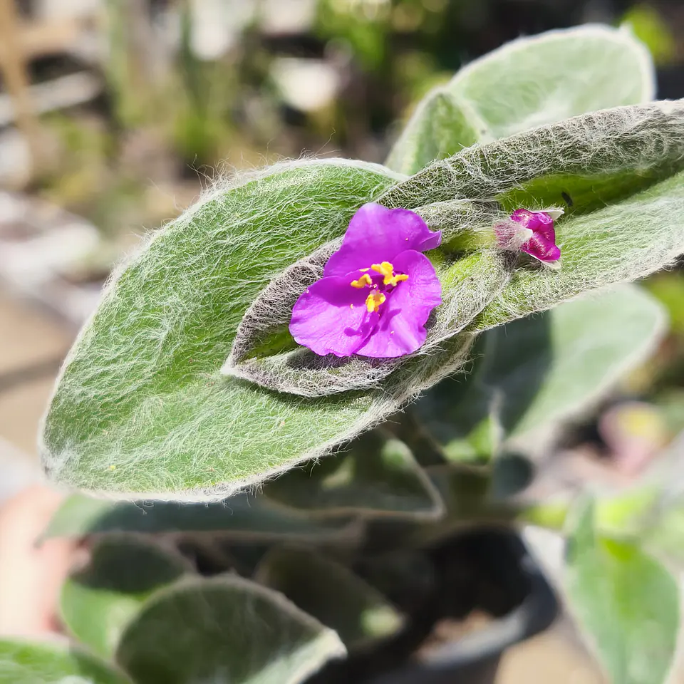 Tradescantia Sillamontana 4