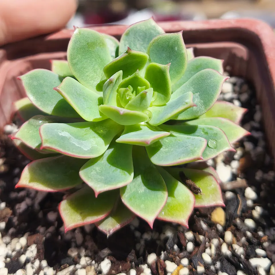 Echeveria Deren Oliver 1