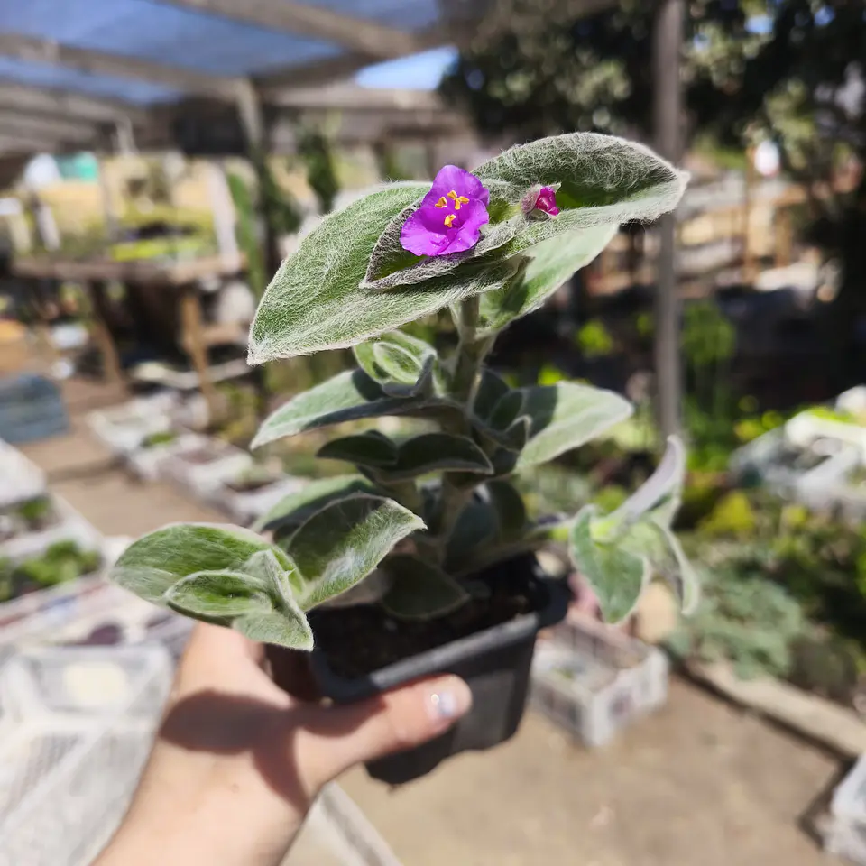 Tradescantia Sillamontana 1