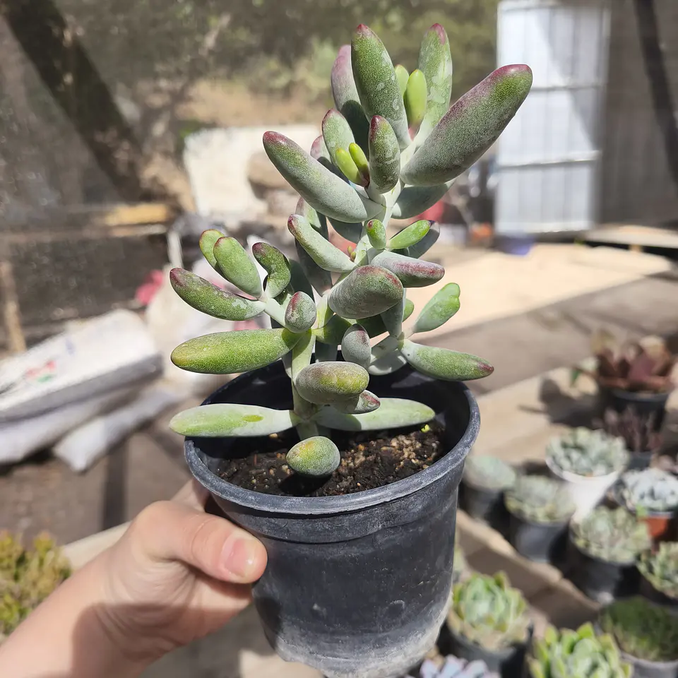Cotyledon Orbiculata 1