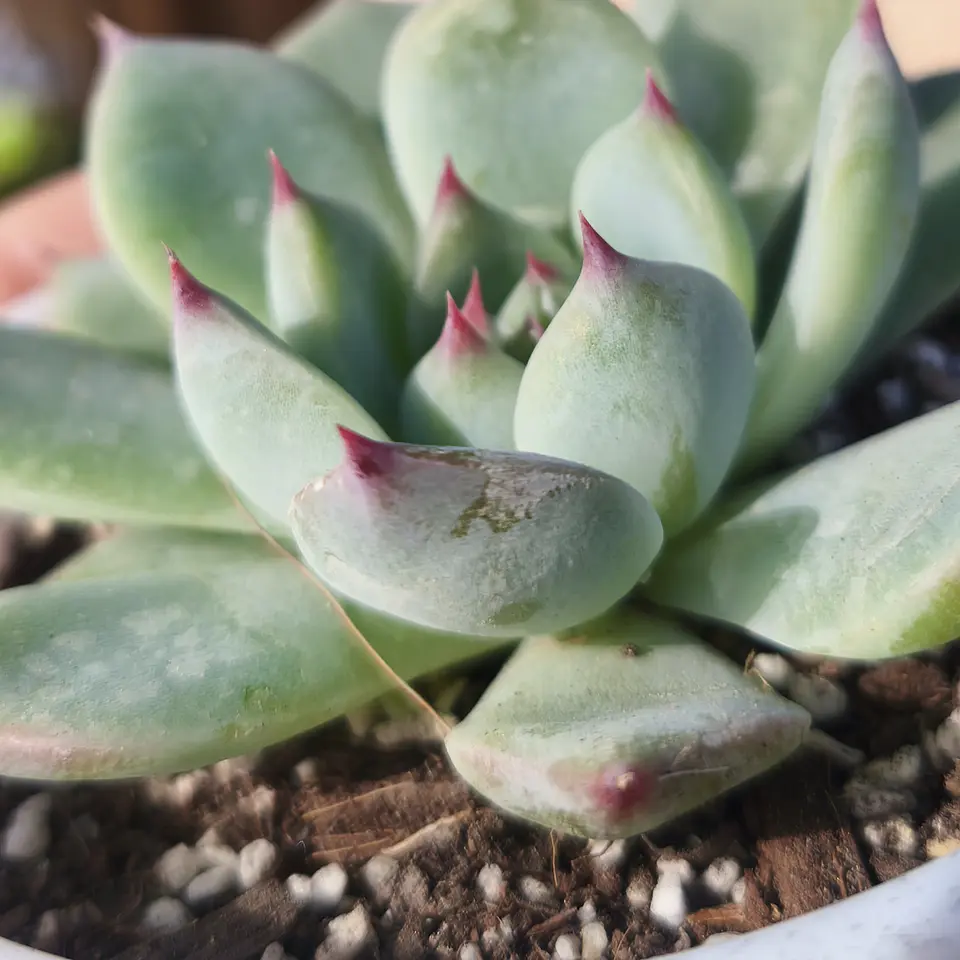 Echeveria Chihuahuensis 1