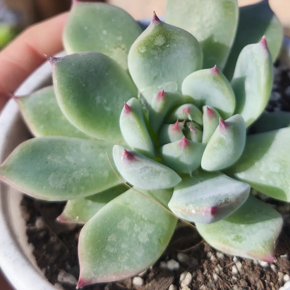 Echeveria Chihuahuensis 3