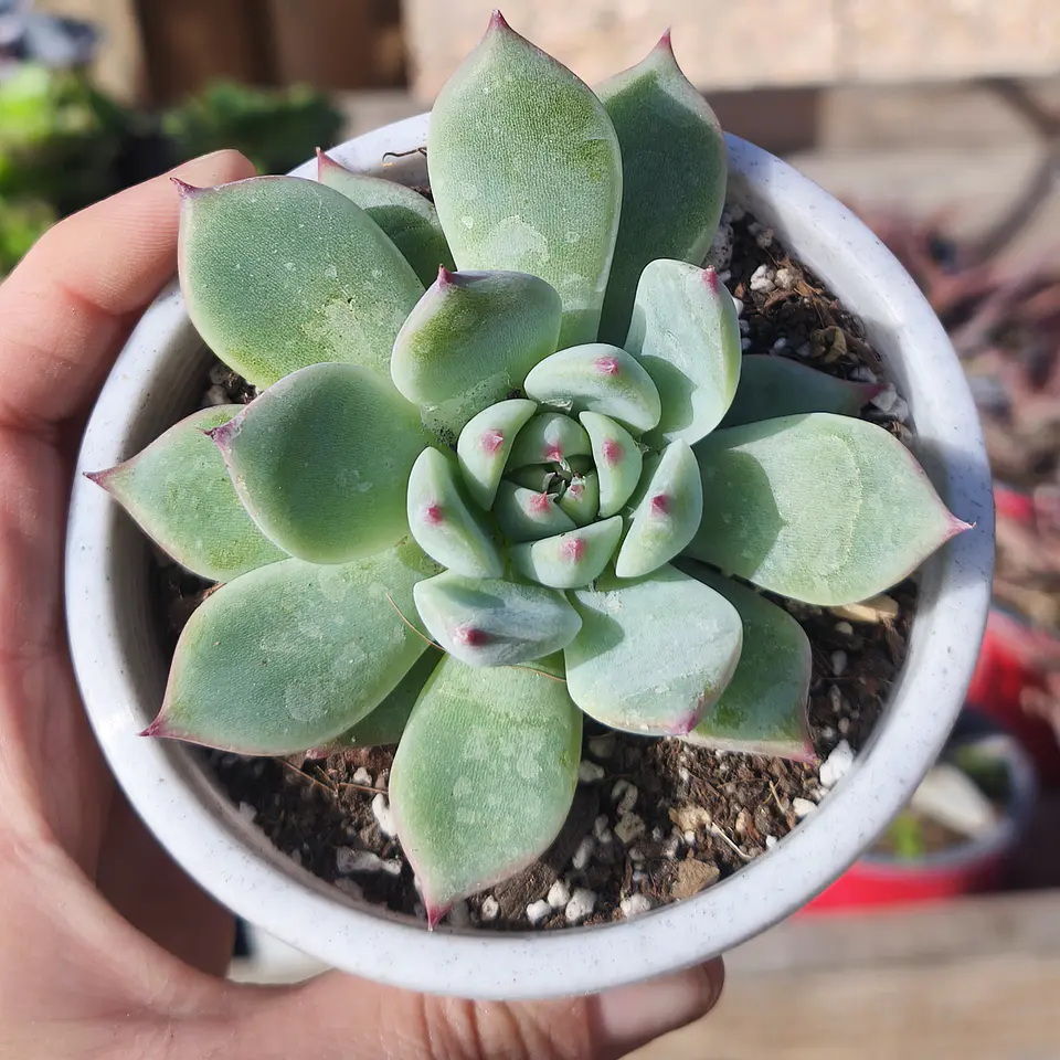 Echeveria Chihuahuensis 2