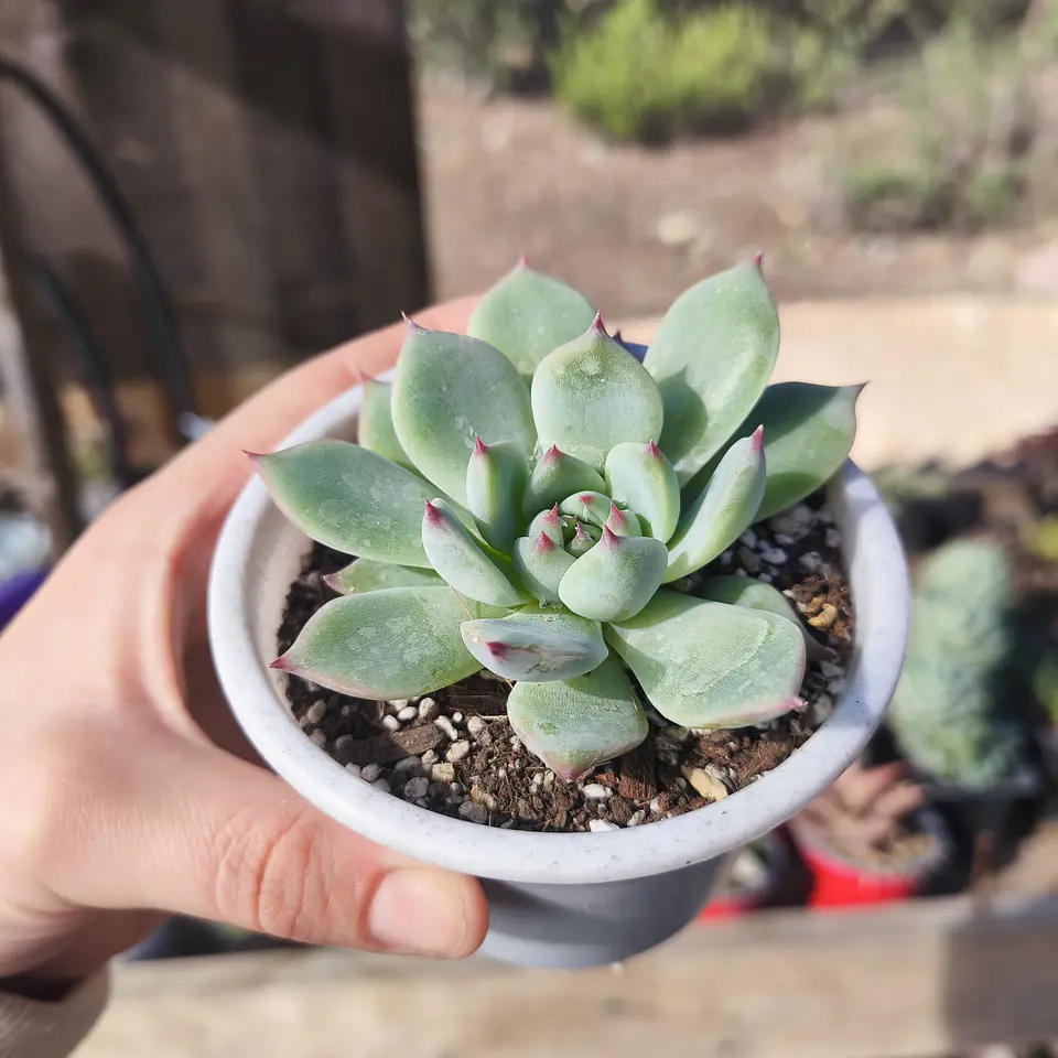 Echeveria Chihuahuensis 4