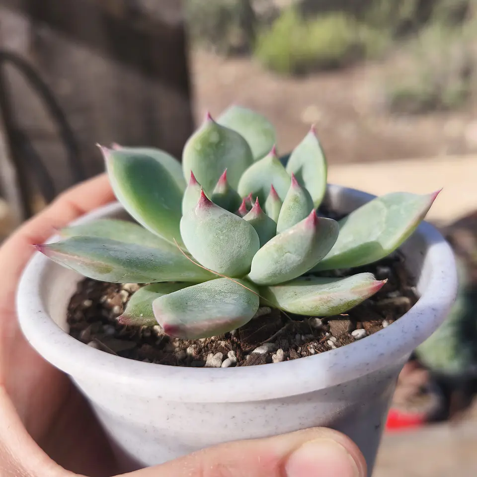 Echeveria Chihuahuensis 5