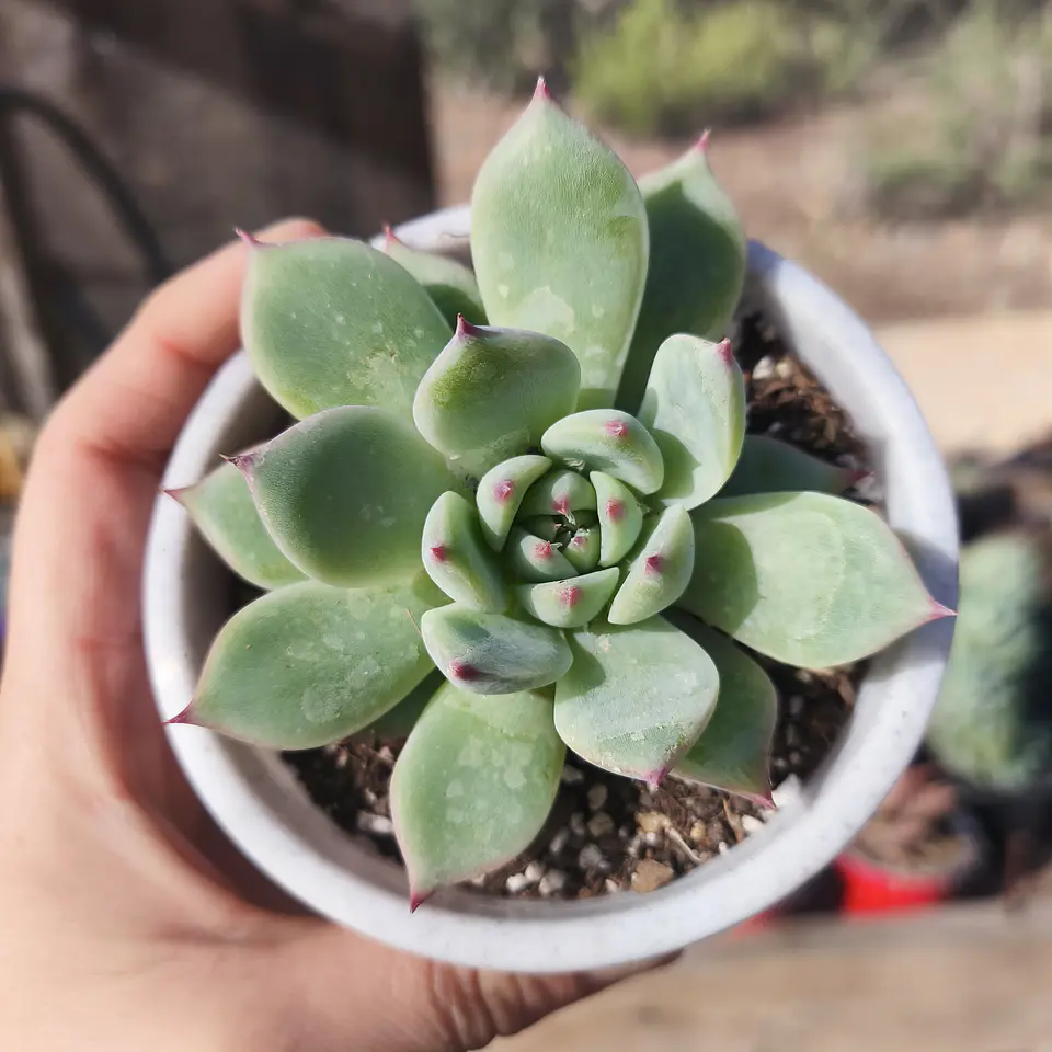 Echeveria Chihuahuensis 6