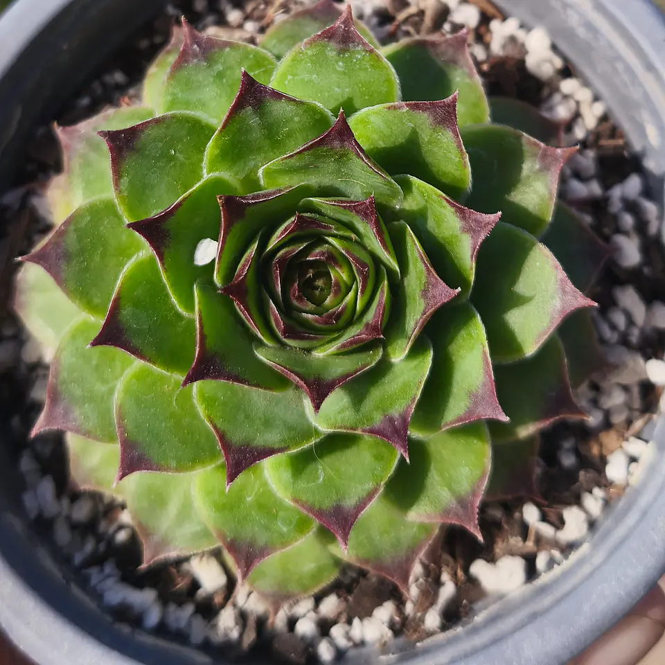 Sempervivum Royanum 1
