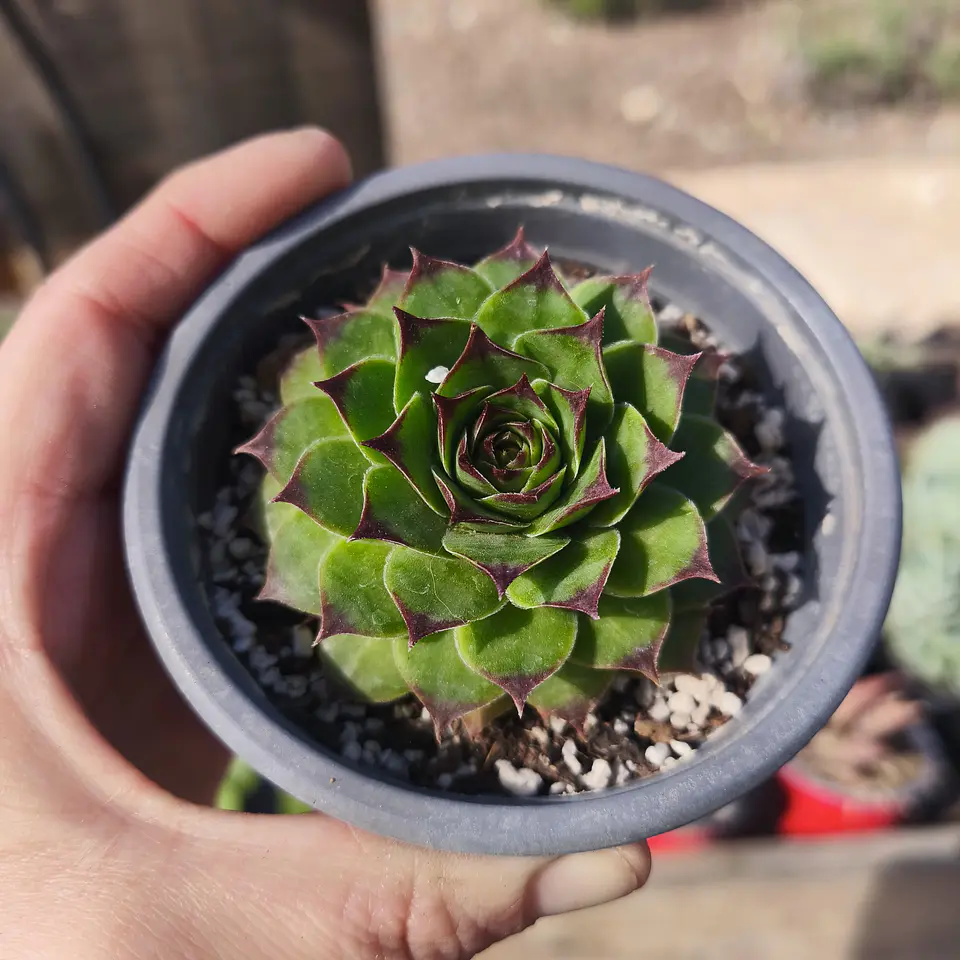 Sempervivum Royanum 2