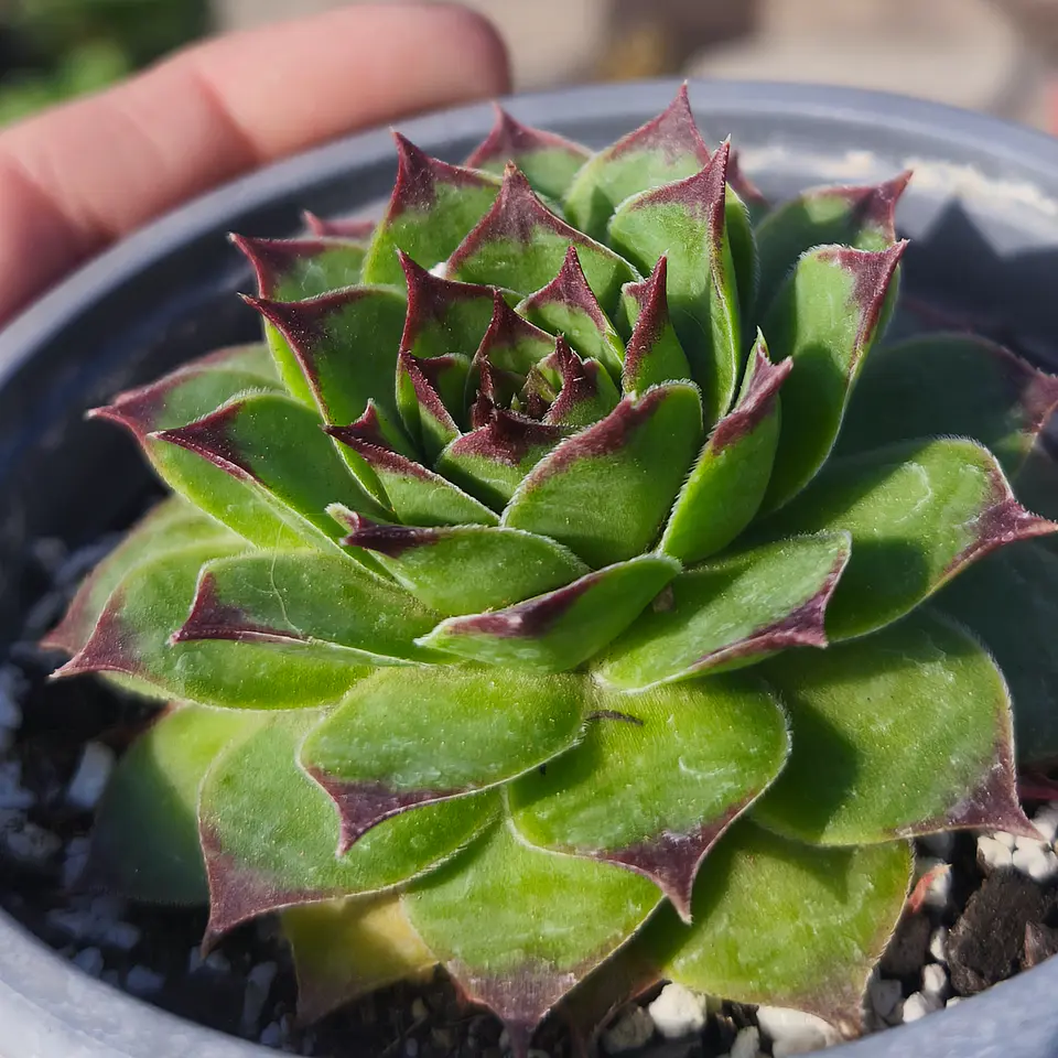 Sempervivum Royanum 3