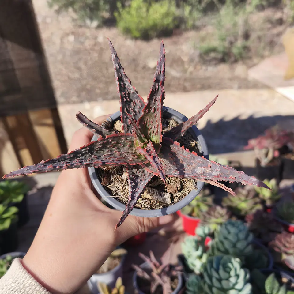 Aloe Viper 2