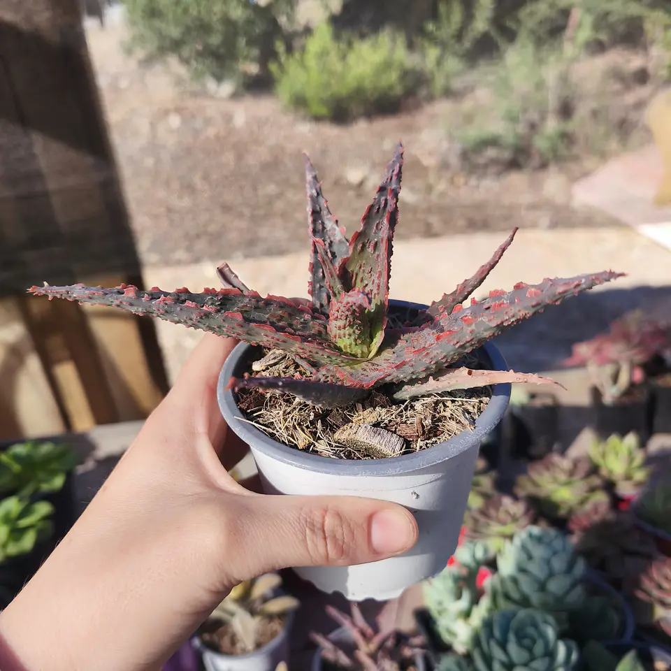 Aloe Viper 3