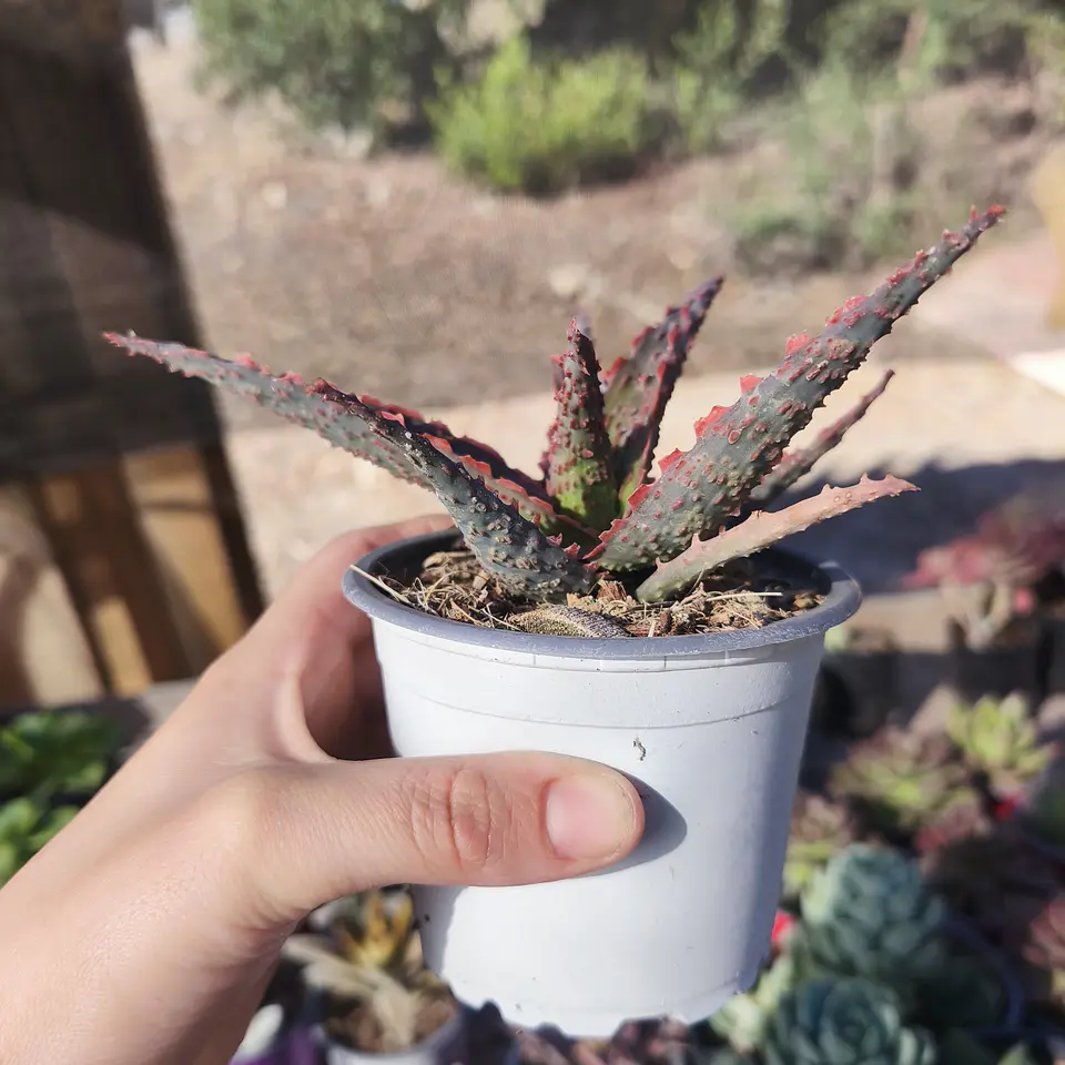 Aloe Viper 4