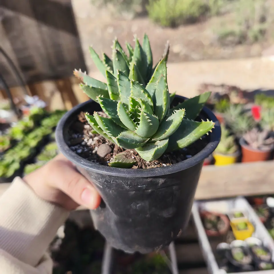 Aloe Brevifolia 2