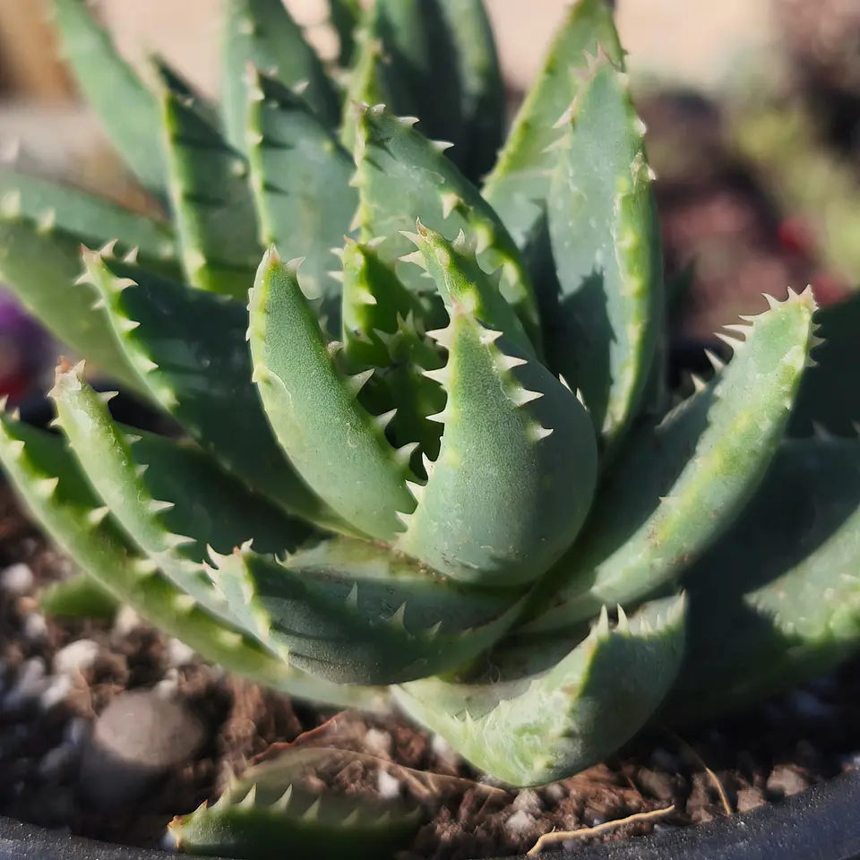 Aloe Brevifolia 1
