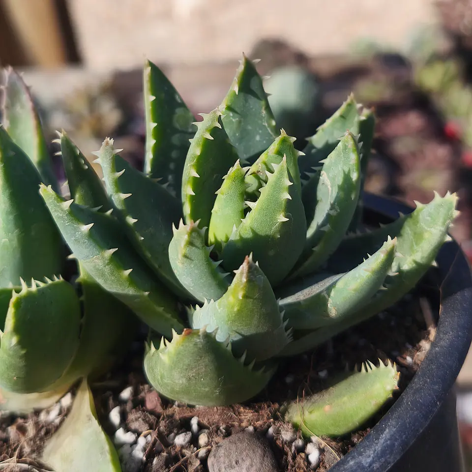 Aloe Brevifolia 3