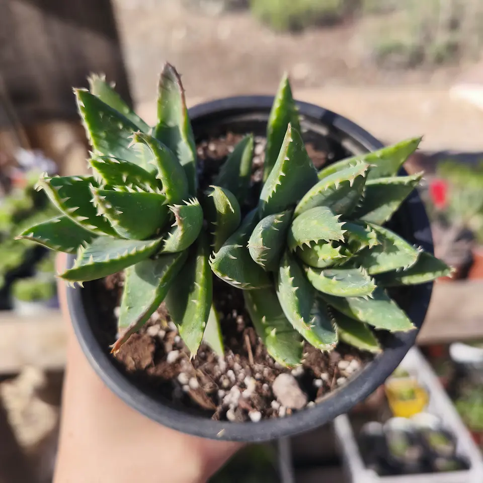 Aloe Brevifolia 4