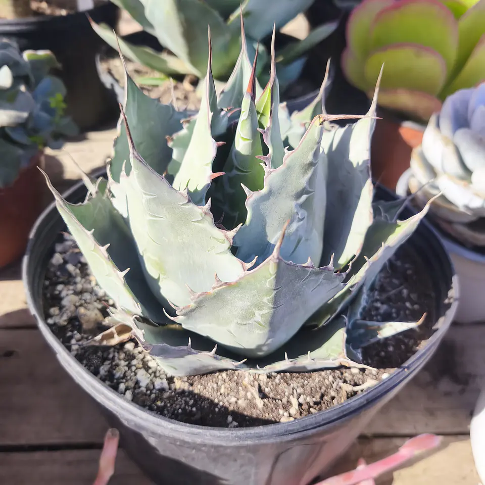 Agave parrasana 1