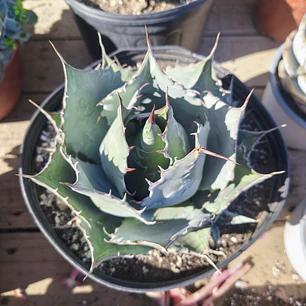 Agave parrasana