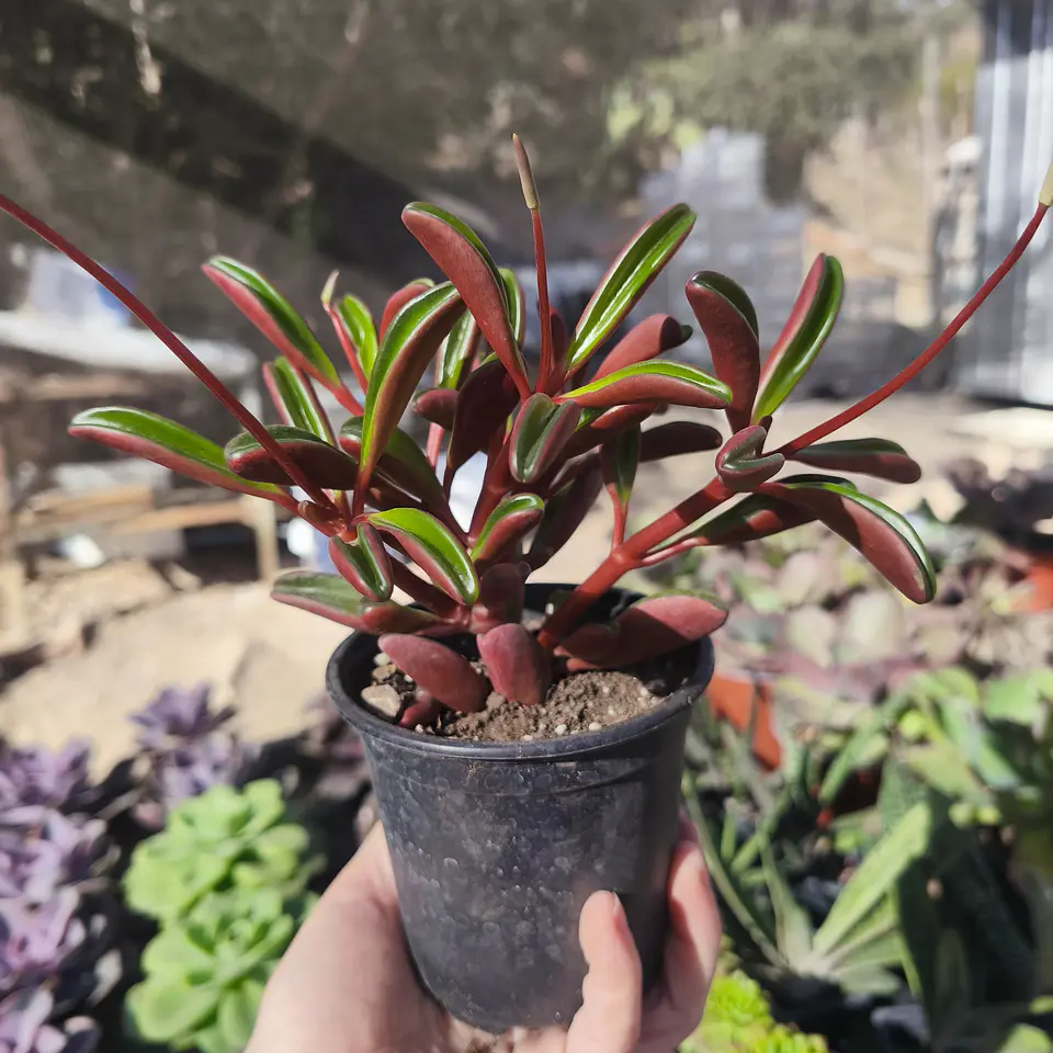 Peperomia Graveolens 1
