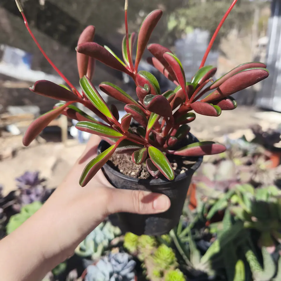 Peperomia Graveolens 2