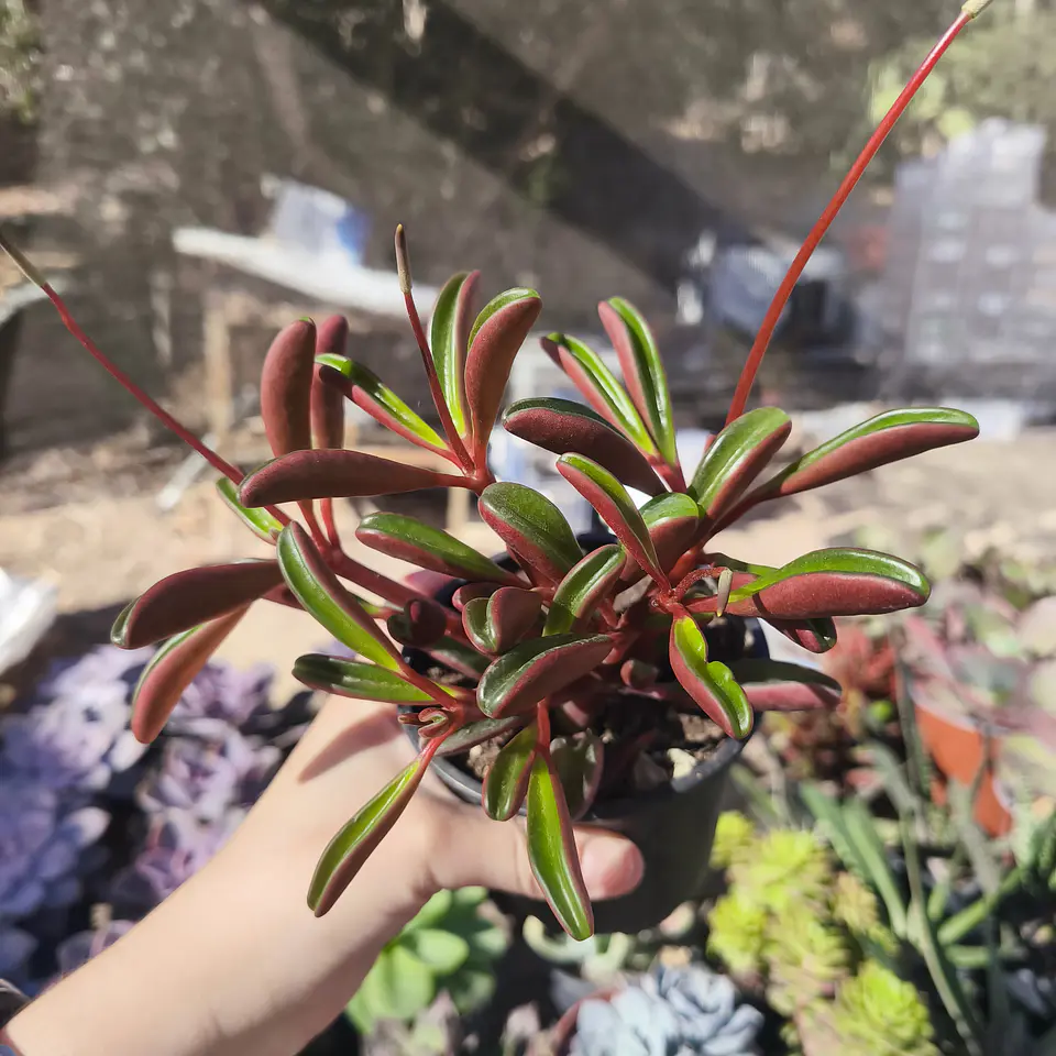 Peperomia Graveolens 3