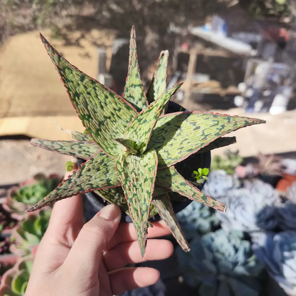 Aloe Pink Blush 1