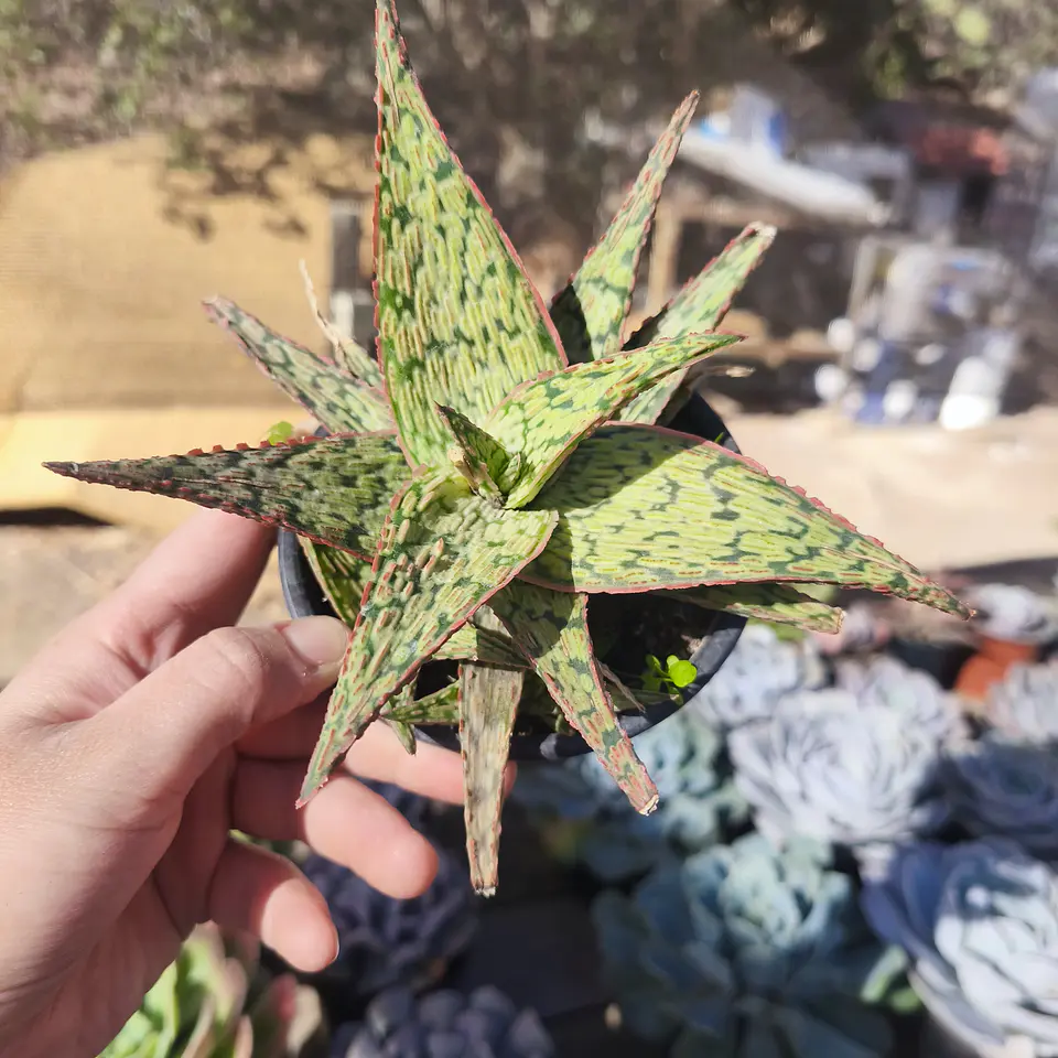 Aloe Pink Blush 2