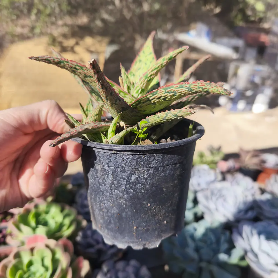 Aloe Pink Blush 3