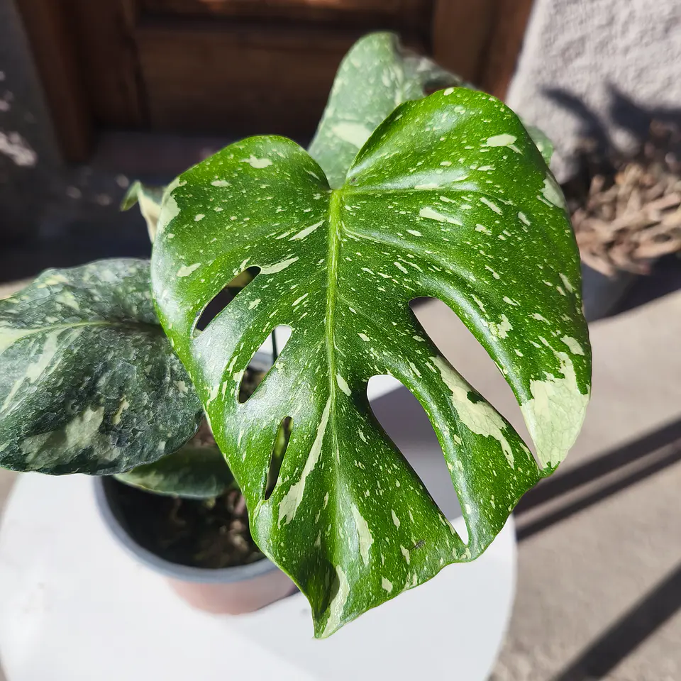Monstera Thai constellation 2