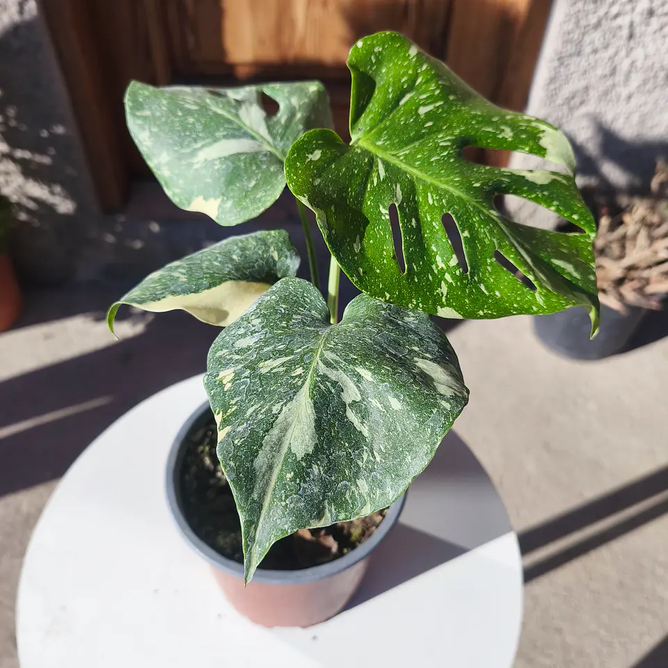 Monstera Thai constellation 3