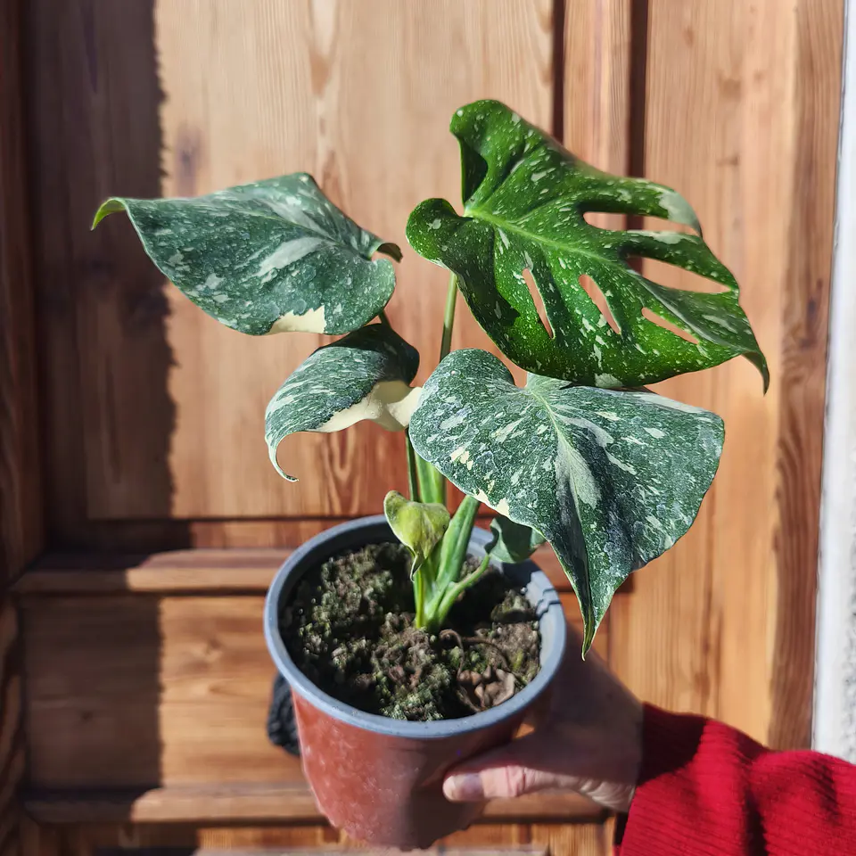 Monstera Thai constellation 1