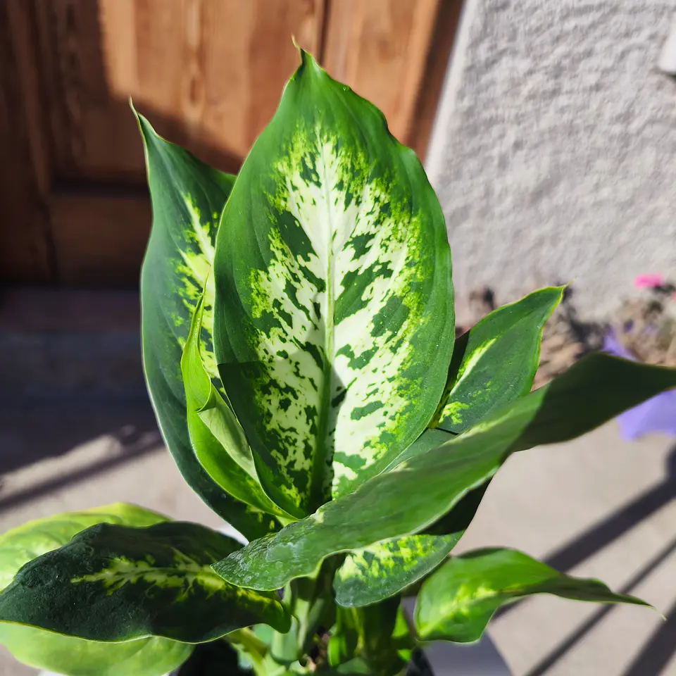Dieffenbachia Camilla 3